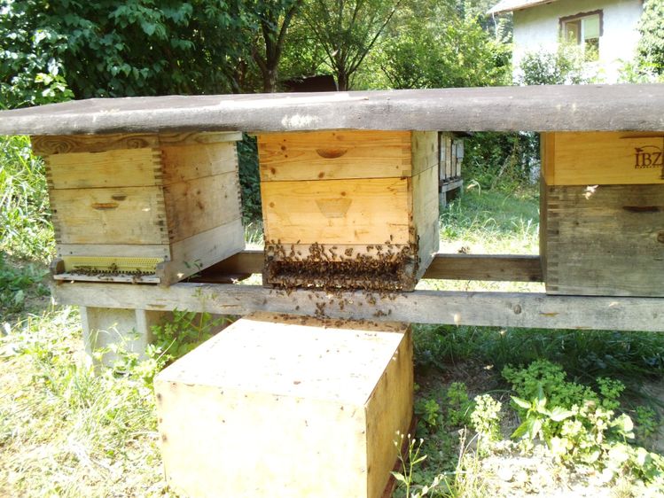 Bienenvolk in neuer Beute